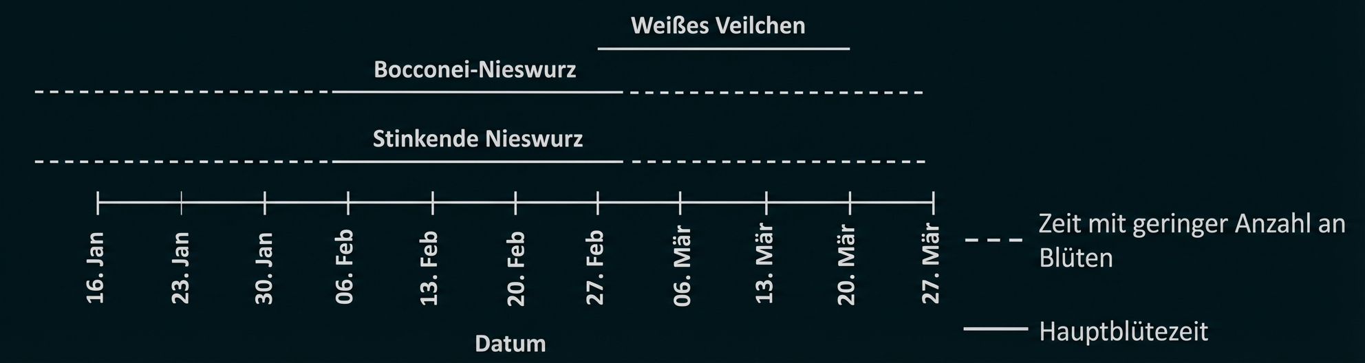 Zeitleiste mit Blütezeiten von Weißes Veilchen, Bocconei‑Nieswurz und Stinkende Nieswurz von Mitte Januar bis Ende März.